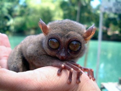 nartoun-tarsier.jpg